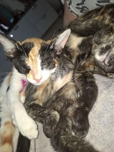 pişik şotlan: Erkək, Dişi, Ünvandan götürmə — 4