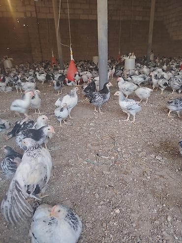 ag baliq: Məhsul: Damazlıq və ətlik məqsədli yerli toyuqlar (qarışıq rəngli — 3