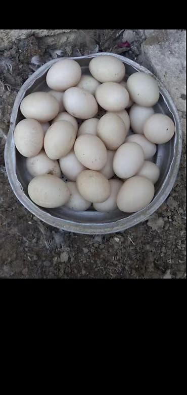 ordek nece gune bala cixarir: Təbii kənd yumurtası sort lal ördek yumutası tam mayalı təzə - — 3
