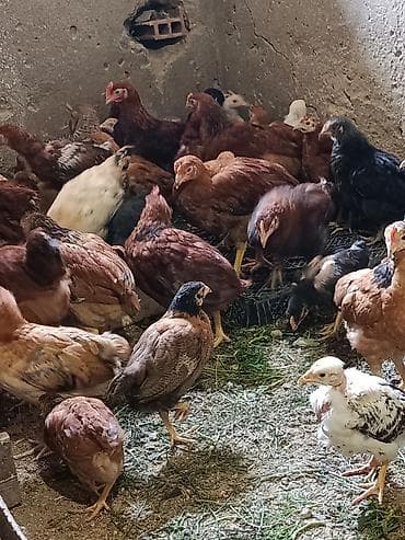 simental erkek dana: Kend colpasi 55gunuy cuceler satilir butov dermani elemisem — 4