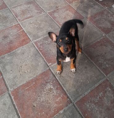 Akvariumlar: Miniatür pinçer — 4