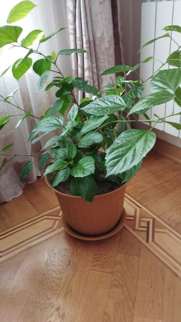 fosforlu ulduzlar: Otaq bitkiləri — 1