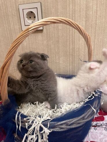 it pişik: Şotland yastı qulaq — 14