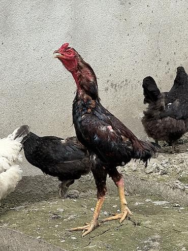 dana 2024: Xoruz, Heyratı, il: 1, Ünvandan götürmə, Ödənişli çatdırılma, Rayonlara çatdırılma — 6