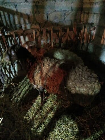 balasina sud vermeyen qoyuna ne deyirler: Erkek toglu Yem heyvanidir diri çəki 55-60 kq — 2