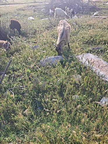 ana bala keci: Salam anabala keci balasi disidi — 1