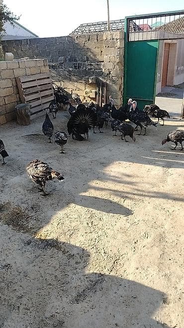 hinduşka quba: Hinduşka sürüsü satılır - Cins: qara rəngli yerli/əhliləşdirilmiş — 1