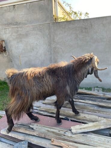 sanen keçi: Hələbdi safqan əsl saxlanmalı heyvandı, cavandı çox iri heyvandı başqa — 7