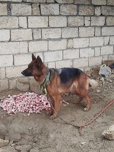 Alman çoban iti, 1 il, Erkek, Peyvəndli, Ödənişli çatdırılma