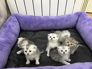 pişim: Şinşilla, Erkək, Dişi, Ünvandan götürmə, Pulsuz çatdırılma, Ödənişli çatdırılma — 4
