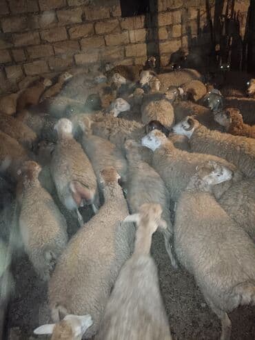 Satışa sürü quzu - Növ: yerli cins qarışıq ana qoyunlar və qoçlar -