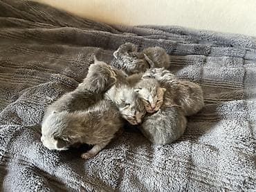 Yaxşı əllərə, Ödənişli çatdırılma