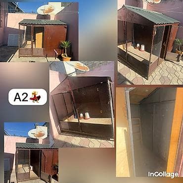 Aynur 2💃 Cücə hinni və ya it damı kimi isdifadə edə bilərsiz Aynur — 1