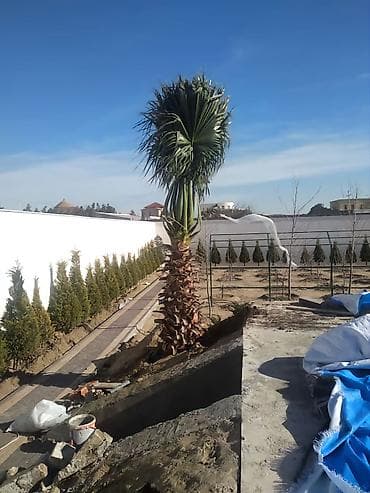 Ландшафтные работы: Bağban Yaşıllıq Xidmətləri – landşaft dizaynı və yaşıllaşdırma — 6