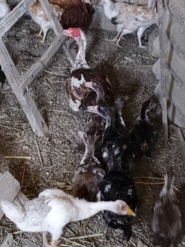 lal ördək neçə günə bala çıxarır: Erkək, | Lal ördək, Damazlıq — 5