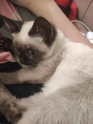 pişiklər: Siam, Dişi, Ünvandan götürmə — 11