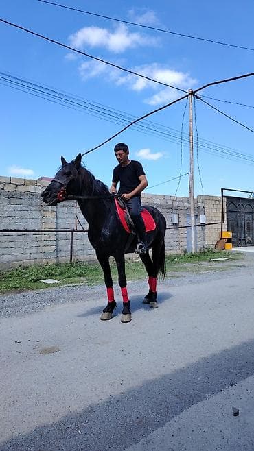 isma bizon: Salam. Ciddi alıcılar WhatsApp-da yazıb maraqlana bilərlər — 3