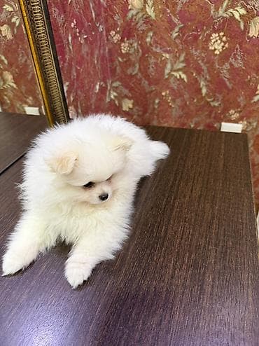 afcarka balasi satilir: Şpitz, 2 ay — 7