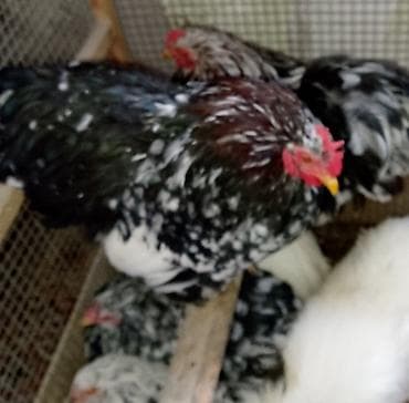 rahibə toyuqu: Toyuq, Liqorin, Damazlıq, Ünvandan götürmə — 2