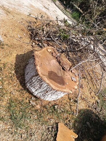 taxtanın kubunun qiyməti 2023: TUT Ağacı gövdəsindən kəsilmiş iri oduncaq parçası - Təbii massiv — 2