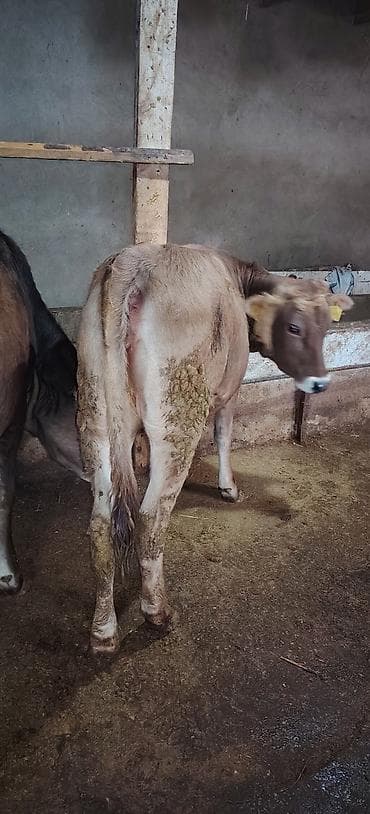 ov iti satilir: Dişi düyə damazlıq südlük ətliyə yararlıdır Ünvan Novxani — 6