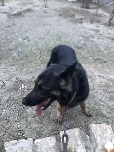 İtlər: Alman çoban iti, 1 il, Dişi, Peyvəndli, Ünvandan götürmə — 4