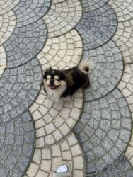 i̇tlər pekines: Pekines — 1