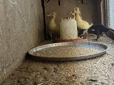 şpits itleri qiymeti: Ördək balaları 6ədəd yumurta üsdündə cavan fərə ördək də var lal — 1