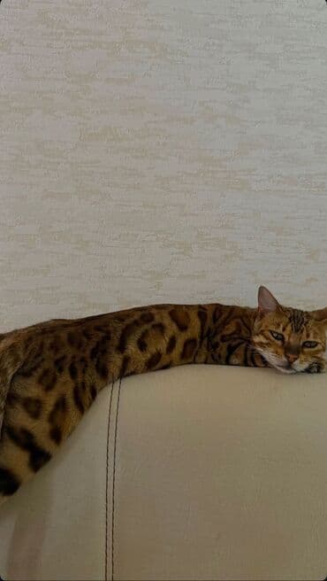 ağ pişiy: Benqal — 2