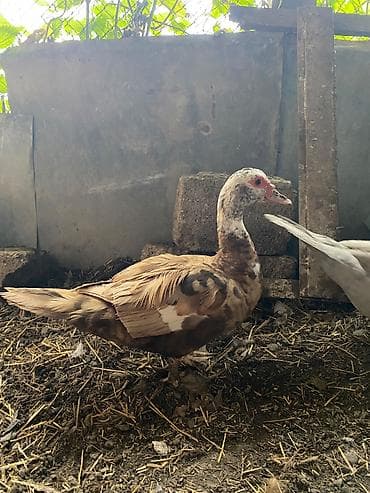 ari ailesi satisi: Krasnadar qarışıq yumurtaya hazırlaşır cavan heyvandı — 1