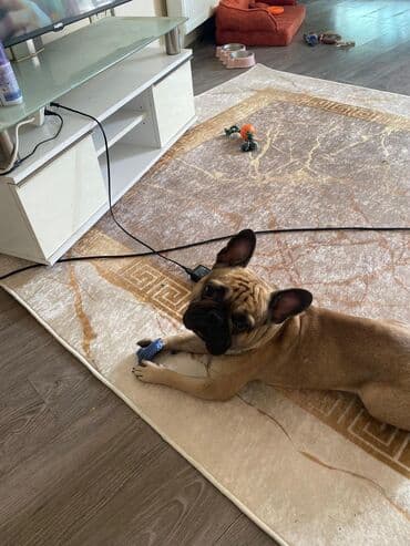 ucuz it: Fransız bulldoqu – qısa burunlu, kompakt və əzələli cins. Rəngi fawn — 4