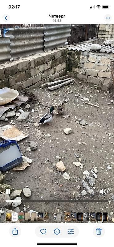 heyvan yemlərinin satışı: Erkək, Damazlıq — 3