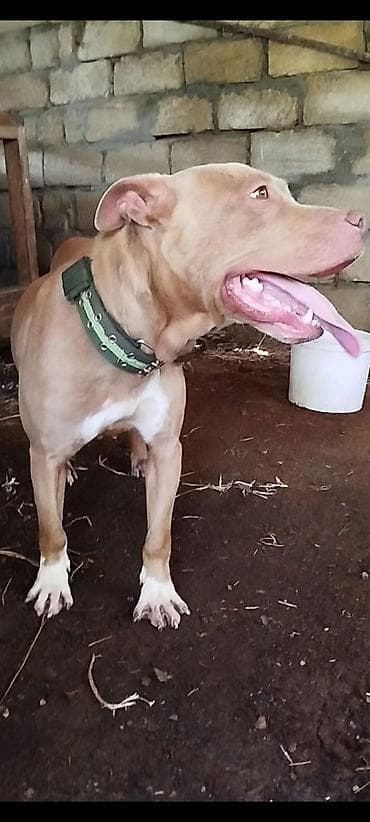 quslar type 1: Pitbul, Erkek — 2