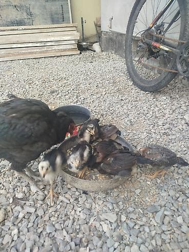 pişik qara: Toyuq, Damazlıq — 2