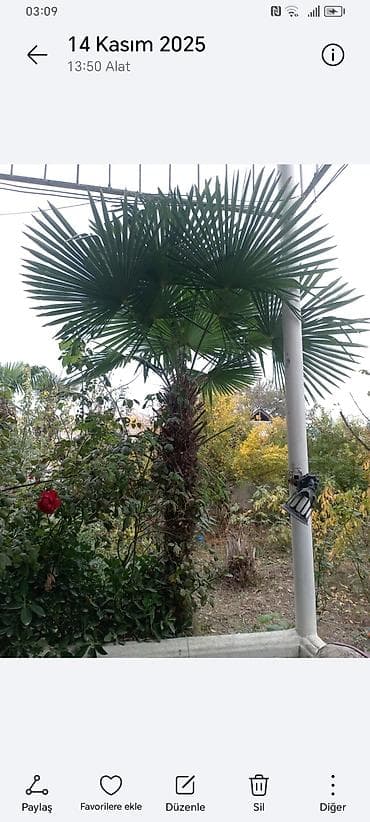 yolka agaci: Təsvir: - Nadir dekorativ xurma ağacları (Trachycarpus tipli, yelpik — 8