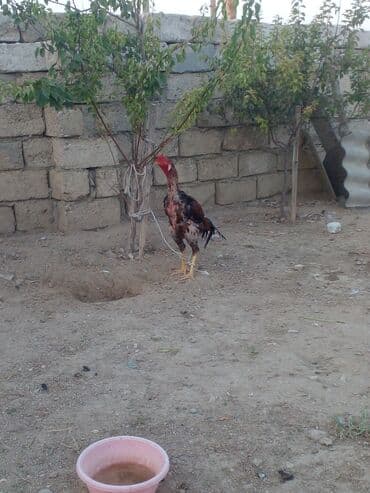 Пчелы: Петухи — 2