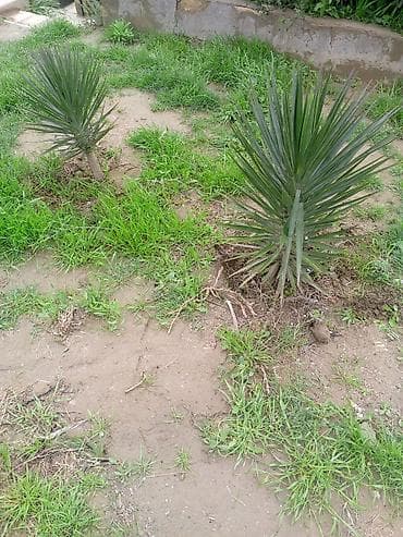 7 gozəl gulu: Dekorativ yukka (Yucca) kolları – 2 ədəd - Növ: həmişəyaşıl — 3