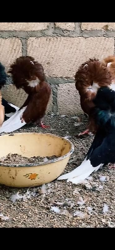 cins toyuqlarin satisi: Ağ və ağ-qara naxışlı fancy göyərçinlər (cütlük və fərdlər). - Növ — 7