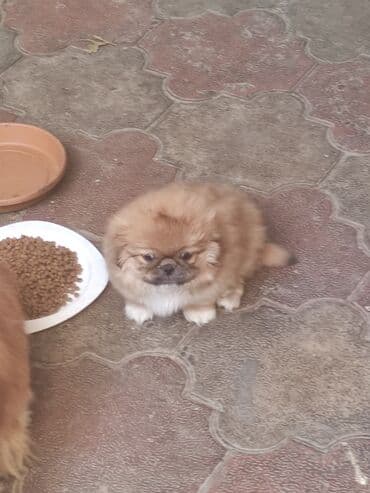 itlərin qiymətləri: Pekines, 2 ay, Ünvandan götürmə — 5