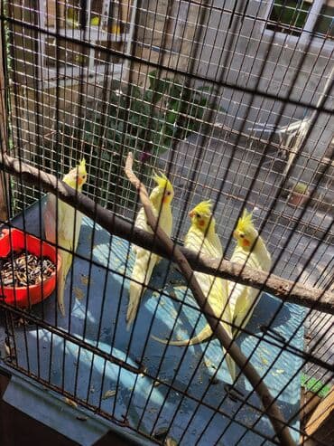 Danisdirmağ ucun bala korella bir ededi 50 Azn erkeydiler