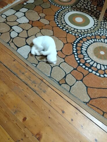 ağ haski: Dişi, Yaxşı əllərə — 10