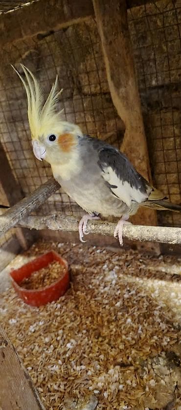 Göyərçinlər: Salam cut korella satiram hec bir problemleri yoxdu, Qiymet cutune — 2