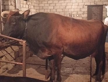 cins inekler: Ətlik Maldi Real alıcılar Zeng Etsin Super kokdu — 2