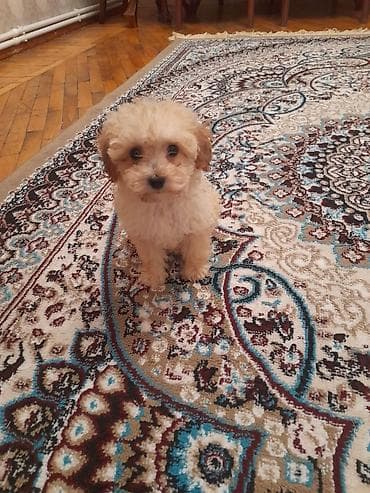 ovcarka satilir: Pudel, 2 ay, Dişi, Peyvəndli, Ünvandan götürmə, Ödənişli çatdırılma — 1