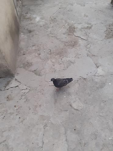 agilli yem qabi: 5 dene qusdu 17 tukdu bir i 15 tukdu biri 13 tukdu unvan Bileceri — 5