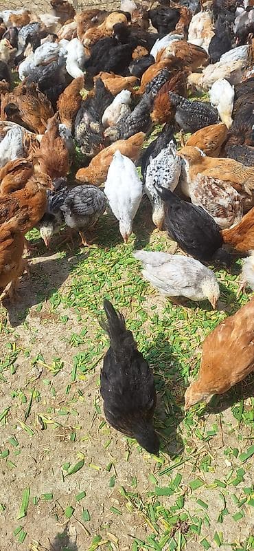 cuce yuvasi: Toyuq cücələri, Damazlıq — 3