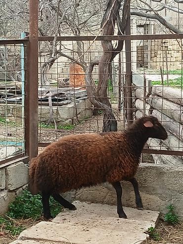Qoyunlar, qoçlar: Temiz qızıllaglı 5 ay23 gunlukdu isdiyen olsa anası ile bır yerdede — 5