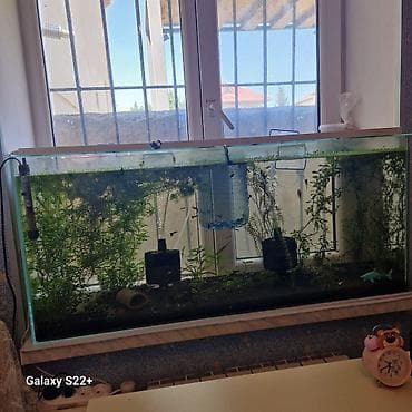 ucuz akvarium baliqlari: Dördbucaq akvarium, Balıqlarla birlikdə, 200 l, Pulsuz çatdırılma, Ödənişli çatdırılma — 1