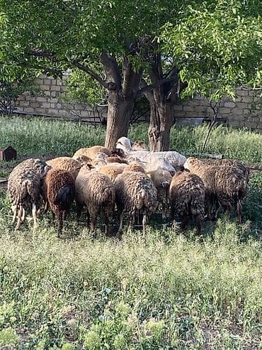 quzu satilir 2021: Quzular satılır erkek dişi her qiymete var — 1