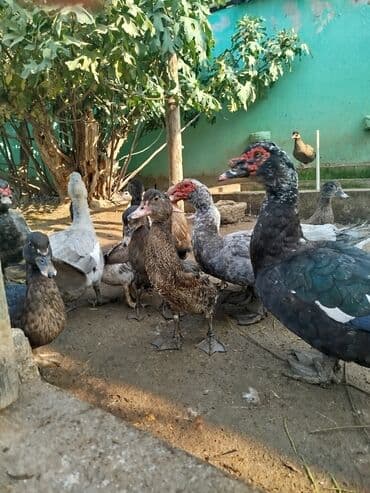 Aş qazanı: Lavanda sortu . 4aylıq ördəklər ata ana şəkildəkilərdi qiymət birnə — 2